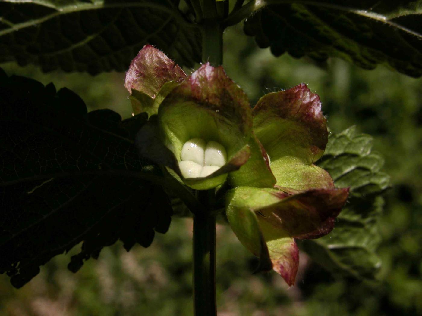 Bastard Balm fruit